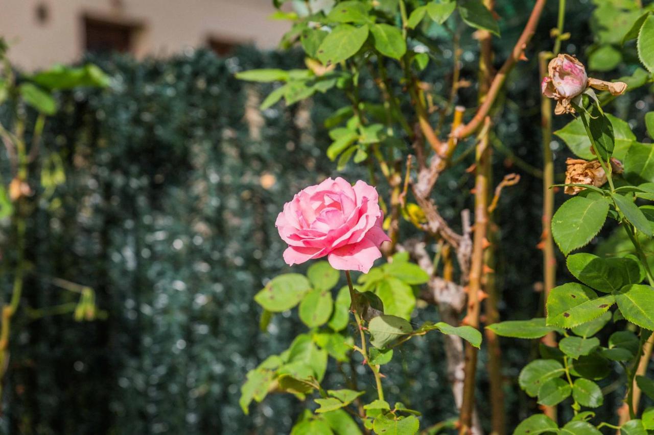 Les Rosiers - Maison Avec Jacuzzi Brive-la-Gaillarde Dış mekan fotoğraf